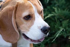 dog Beagle on a walk early in the morning at sunrise. Happy dog. photo