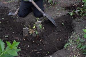 Digging out of trunk and roots with mini excavator. Tree stump removal. Man shakes earth from roots photo