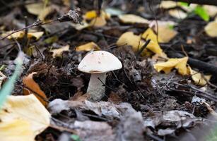 Basket with edible white mushrooms. Collect porcini in forest photo