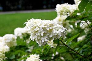 The image features a cluster of white hydrangea flowers in full bloom. photo