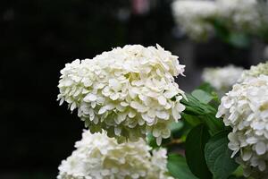 White hydrangeas growing on a bush photo