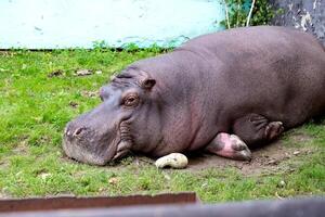 a pygmy hippopotamus eats grass and straw and there is a black starling bird on his back photo