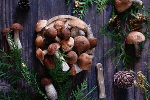 Several other mushrooms are scattered around, some partially concealed by lush green fern fronds. photo