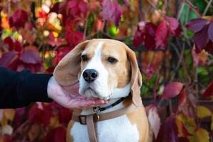 Beagle puppy looking up. Pet cute portrait indoors. photo