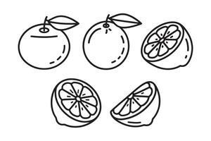 Minneola fruit line art set isolated flat illustration on white background vector