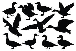 Flying and floating duck silhouettes set isolated flat illustration on white background vector
