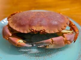 Top view or flat lay of a single cooked large Dungeness crab on dark blue plate with white wooden table underneath photo