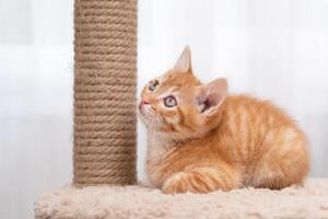 portrait of a cute little red kitten. photo