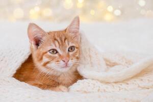 Cute Red Kitten on Christmas Background. photo