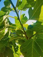 Nature with a closer view of a fig tree branch adorned with non-mature fig fruits, basking in the warm glow of the sun. the intricate details of the branch and the vibrant green figs photo
