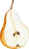 Watercolor illustration of a sliced pear, perfect for recipes and food-related projects. vector