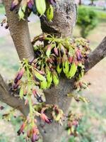 Closeup of Bilimbi fruit blossoms on a tree branch. photo