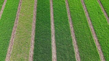 Aerial view of evenly spaced green crop rows on agricultural field, Young plants emerging from soil in symmetrical pattern video