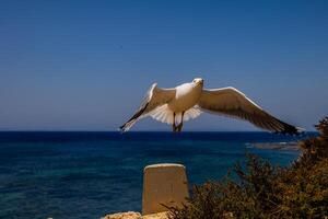 A seagull perches on a concrete post with its wings outstretched against a backdrop photo