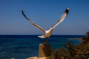 A seagull perches on a concrete post with its wings outstretched against a backdrop of blue ocean and sky photo