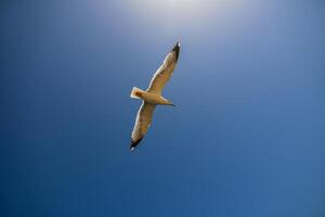 A seagull soars gracefully against a clear blue sky, its wings outstretched as it glides effortlessly above photo