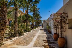 A tranquil pathway lined with palm trees offers a scenic view of a Mediterranean setting, with sunlit paving stones leading the eye towards the horizon photo