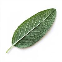 Isolated culinary sage leaf highlighting its aromatic qualities and textures photo