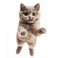 Graceful British Shorthair cat showcasing agility during a jump on white canvas photo