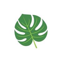 Monstera leaves flat design vector