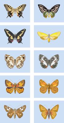 Realistic butterflies set