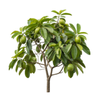 Sleek Guava Tree for Modern Graphic Applications png