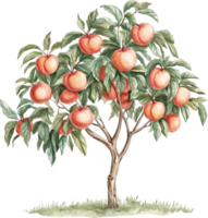 Peach tree clipart png