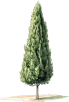 A tree is shown in a drawing png