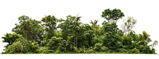 Dense tropical tree line with varied foliage and canopy heights isolated on transparent background, ideal for landscape architecture and environmental design projects png