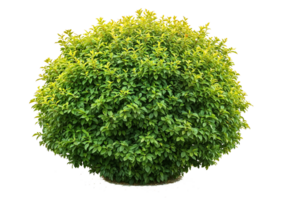 Isolated perfectly spherical green shrub with dense foliage on transparent background, ideal for formal garden designs, topiary visualization, and architectural renderings png
