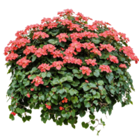Isolated round shrub with vibrant coral-red blooms and dense green foliage on transparent background, perfect for garden design visualizations and landscape architecture png