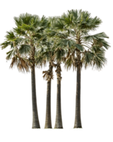 Group of four tropical palm trees with fan-shaped fronds and tall trunks isolated on transparent background, perfect for landscape design projects and tropical themes png