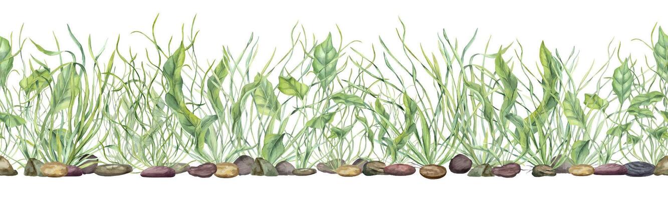 Underwater green kelps on pebbles watercolor horizontal seamless banner isolated background. Sea plants, grass, stones pattern for aquarium decor, nautical content, eco friendly packaging, labels