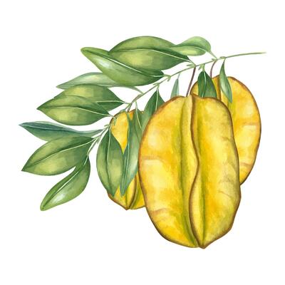 Ripe carambolas hanging on branch with glossy green leaves watercolor illustration isolated background. Star fruits exotic botanical composition for tropical food packaging, healthy juice labels