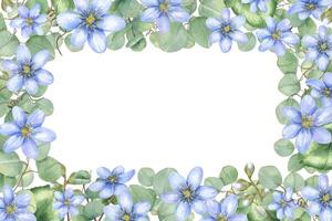 Hepatica blooms and eucalyptus branches watercolor rectangular frame with empty space for custom text. Floral border for wedding announcements, elegant invitations, or personalized greeting card vector