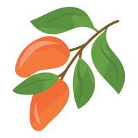 Orange Mango fruit on the tree branch. Mango fruit with leaves. Mango branch vector