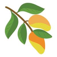 Yellow Mango fruit on the tree branch. Mango fruit with leaves. Mango branch vector