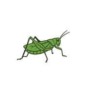Green grasshopper logo design on a white background vector