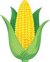 corn with green leaf vector