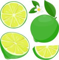 Lime lemon fruit. Whole, cut in half and sliced green lime fruits, lime flowers and leaves on white background. vector