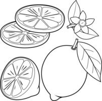 Lemon fruits, whole, cut in half and sliced, lemon flowers and leaves on white background. Lemon slices of citrus plant. Black and white coloring page vector