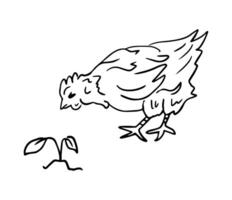 Homemade chicken and flower, drawing in doodle style. Farm animals is a monochrome hand-drawn contour illustration. A happy chicken for a brand of home products. vector