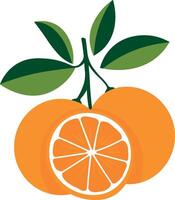 simple illustration of oranges on a branch with leaves and one orange cut in half without background vector