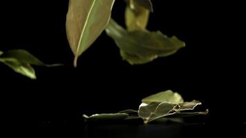 A bay leaf falls on the table. Filmed on a high-speed camera at 1000 fps. High quality FullHD footage video