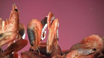 The shrimp fly up and fall down. Filmed on a high-speed camera at 1000 fps. High quality FullHD footage video