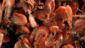 The shrimp fly up and fall down. Filmed on a high-speed camera at 1000 fps. High quality FullHD footage video