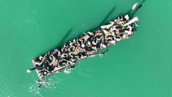 Above view of Otters Cologne at Morro Bay California United States.. Stunning Scenery. video