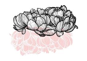 Peony line art hand drawn illustration. Art print with beautiful and elegant black and pink spring flower. Highly detailed and high quality graphic asset for online and print. vector