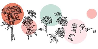 Banner with hand drawn line art peonies and colorful circles. Floral background for print and online. Highly detailed and high quality peonies in bloom with leaves. vector