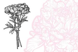 Peony flowers, format, hand drawn outline. Easy to edit, ready to use. A mix between a pink and a black flower on a white background. vector